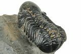 Detailed Reedops Trilobite - Atchana, Morocco #322279-4
